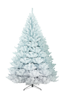 Albero bianco Zar della Steppa 2 mt apertura rami ad ombrello